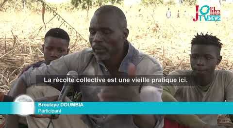 Mali : Récolte collective, une histoire de solidarité à Kola