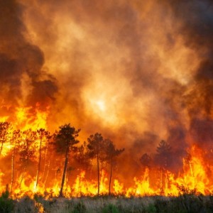 Incendie de forêt dans la périphérie de Tanger au Maroc